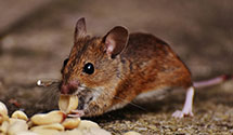 24 Hour & Emergency Exterminators in North Caldwell, NJ